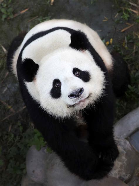 Pandabär Panda Pandabar Grosser Panda Tiere Saugetiere Goruma