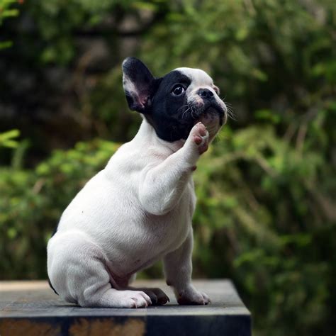 How To Get Rid Of Mange In French Bulldogs —