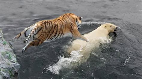 Polar Bear Vs Siberian Tiger Youtube
