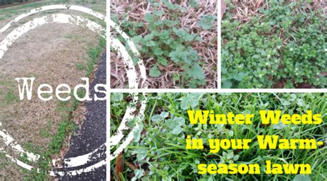 Winter Lawn Weeds In The Midlands