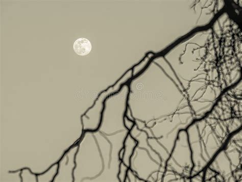 Full Moon Seen Through The Branches Of A Tree Stock Image Image Of