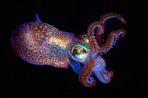 Biosystems Hawaiian Bobtail Squid And Chemiluminescent Bacteria