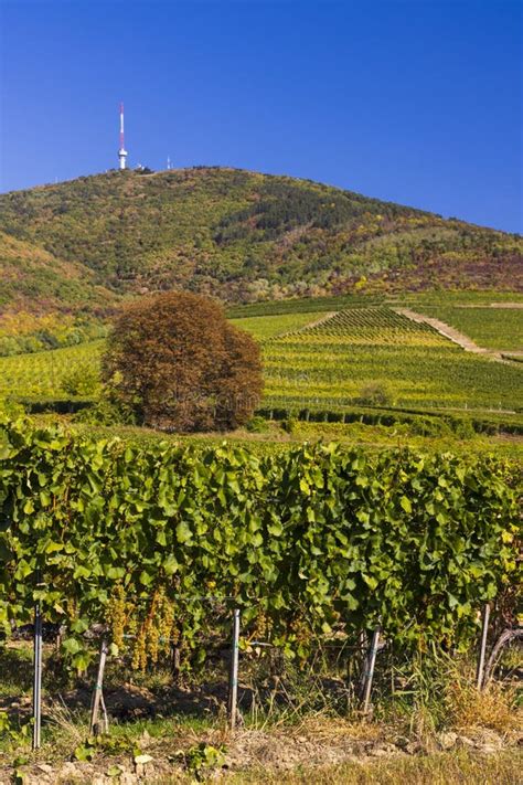 Autumn Vineyard And Tokaji Hegy 513 M Tokaj Region Great Plain And