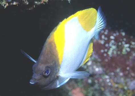 Pyramid Butterflyfish Hemitaurichthys Polylepis Bleeker 1857 The