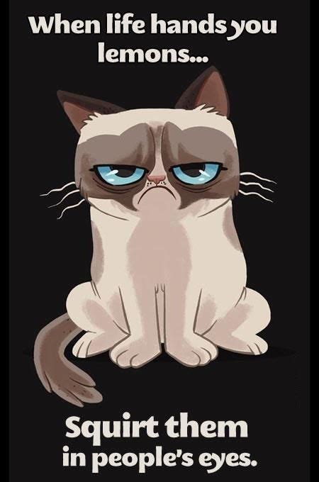 Its The Little Things Me Myself And Me Grumpy Cat Humor Grumpy