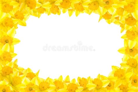 Daffodil Border Stock Illustration Illustration Of Copyspace 8023796