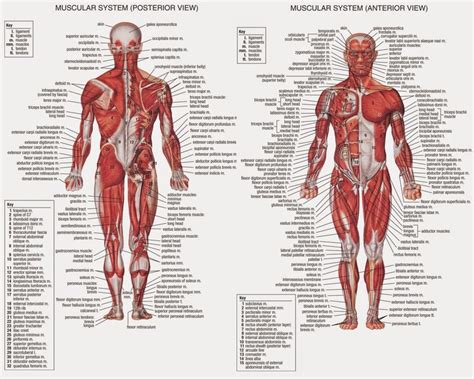 Referencia Corpo Humano Human Body Muscles Human Muscular System Human Muscle Anatomy