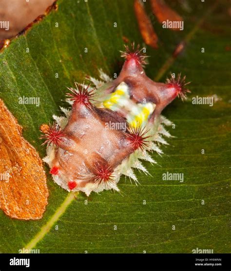Unusual And Colourful Caterpillar Of Australian Mottled Cup Moth