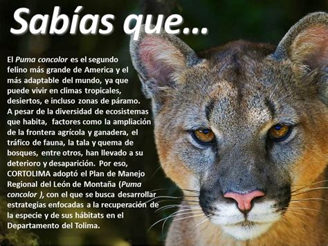 4.7 out of 5 stars 33. El Puma Concolor | CORTOLIMA