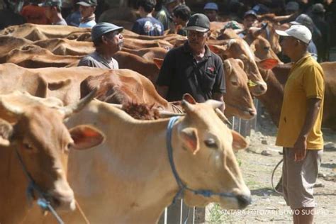 Cara Memilih Hewan Kurban Yang Sehat Untuk Berkurban Di Idul Adha