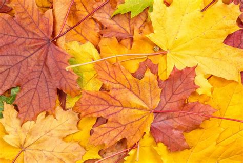 Colorful Autumn Leaves Stock Photo Image Of Maple Fall 107463808