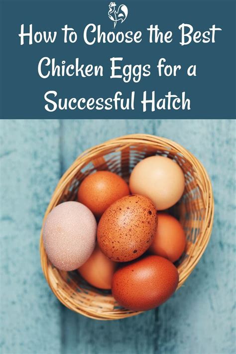 Choosing Hatching Eggs Four Steps To Successful Incubation Chicken Eggs Hatching Eggs Eggs