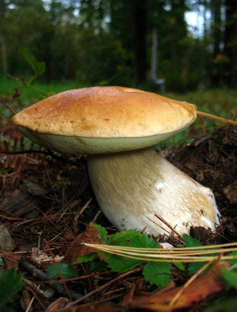 King Bolete (Boletus edulis and others) - Mushroom-Collecting.com