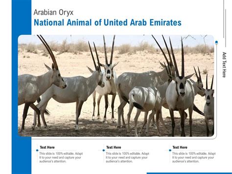 Arabian Oryx National Animal Of United Arab Emirates Presentation