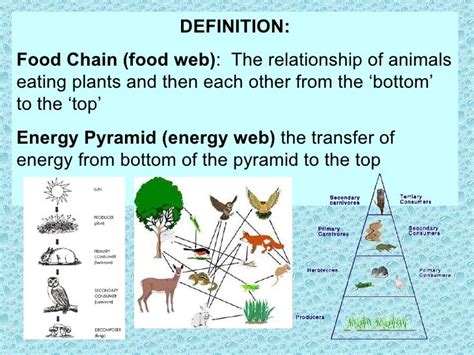 Food Web Definition What Is The Meaning Of Chain Driverlayer Search