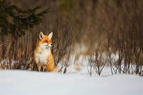 Red Fox Sitting On Snowy Meadow In Wintertime Nature Stock Photo