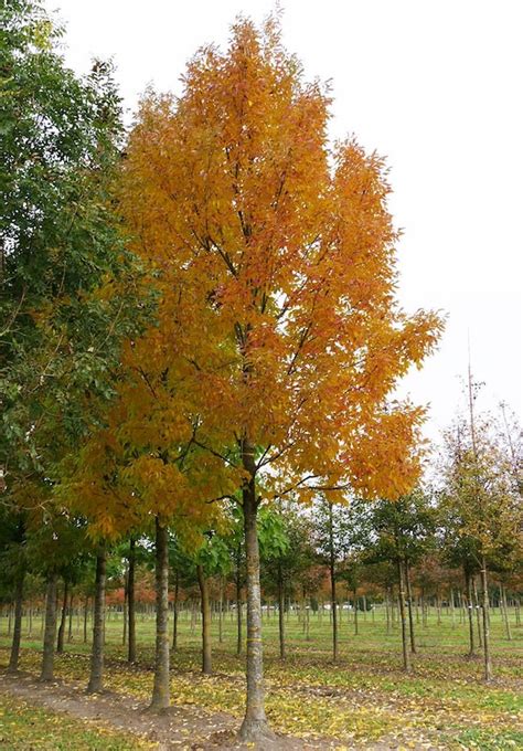 Red Ash Tree Seeds Fraxinus Pennsylvanica Etsy
