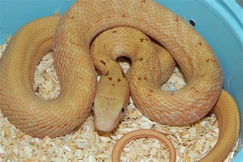 Scaleless Everglades Rat Snake For Sale Snakes At Sunset