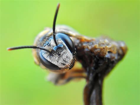 The Best Capture Macro Photography Of Insect 99inspiration