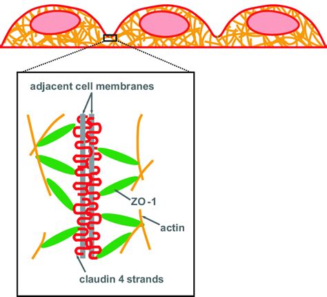 Tight Junctions TJs Seal Together Neighboring Cells To Prevent Fluid Download Scientific