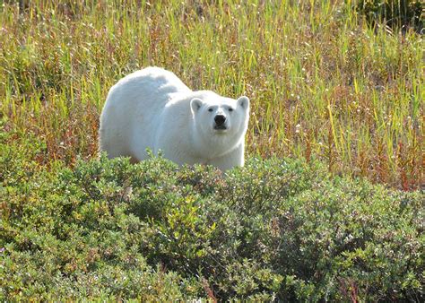 Polar Bear Watching In Canada Audley Travel Uk