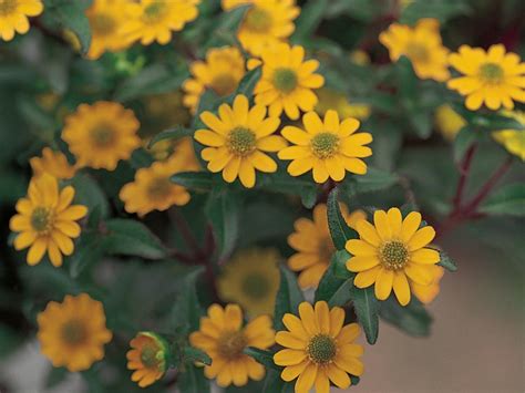 Favorite Summer Blooming Annuals Hgtv