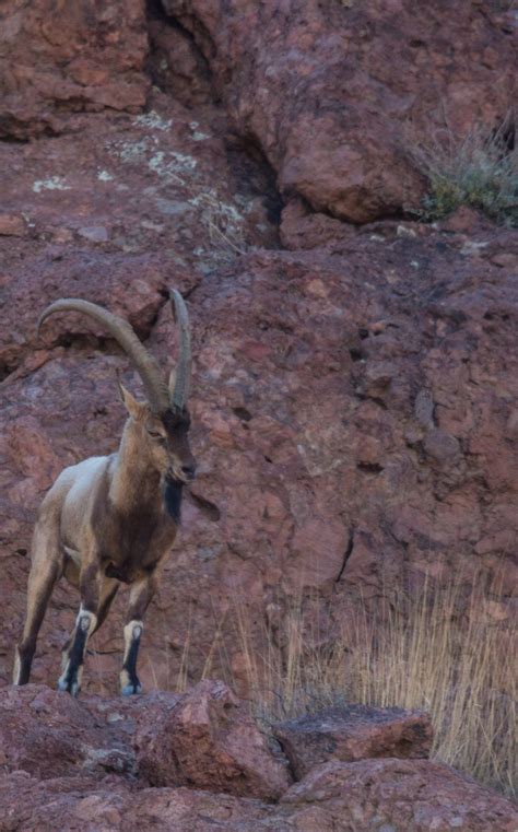 2023 2024 Ibex Hunting Forecast New Mexico Wildlife Magazine