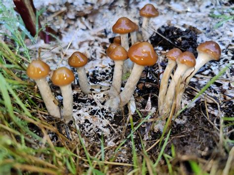 Psilocybe Allenii Is Producing Some Stunning Clusters Really Impressed