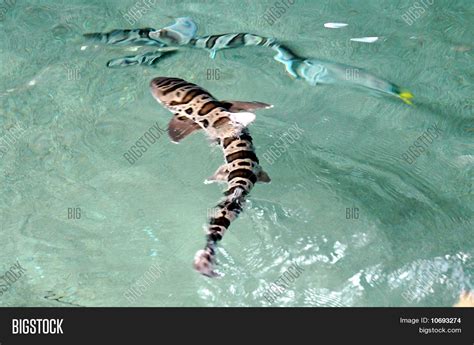 Baby Tiger Shark Image And Photo Bigstock