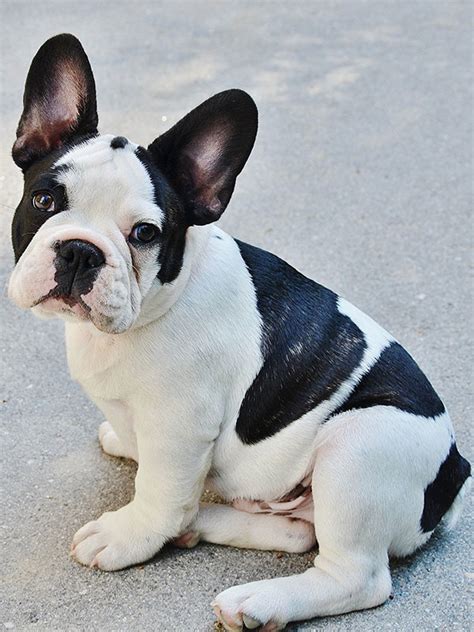 Best French Bulldog Black And White In The World Check It Out Now