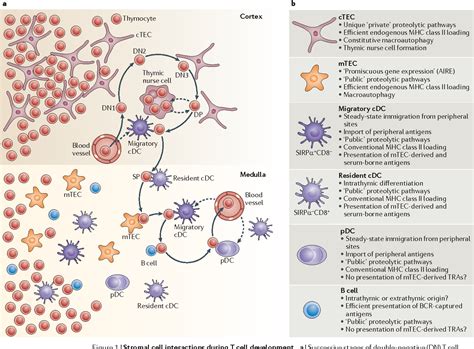 Positive And Negative Selection Of The T Cell Repertoire What Thymocytes See And Don T See