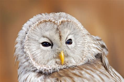 The Top 15 Cutest Owls in the World - Bird Advisors