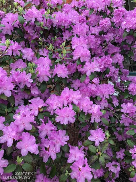 Flowering Shrubs For Shade Top Picks For The Yard And Garden