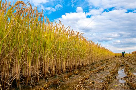 Harvesting Rice Field Harvesting Picture And Hd Photos Free Download