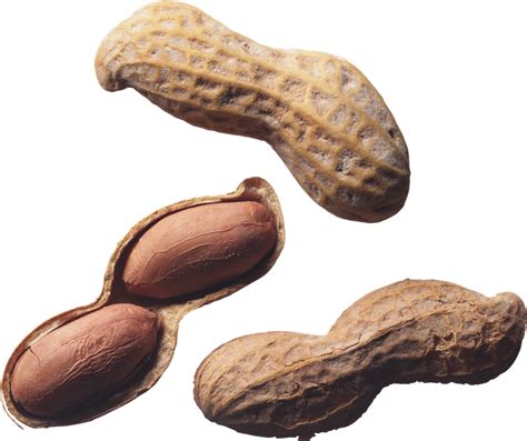 Peanut Png Pic Background Png Play