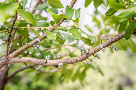Bayberry Shrub Care And Growing Guide