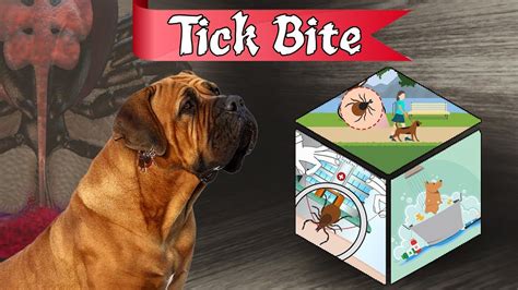 Tick Bite On Dogs Tick Bite Symptoms Fever Lyme Disease And Treatment