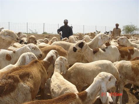 سعر البقر في السودان