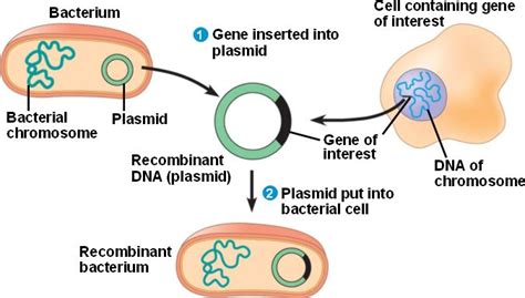Cloning Biochemistry Medbullets Step 1