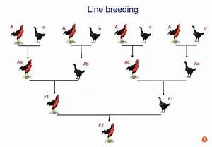 Image Result For Basic Line Charts Chicken