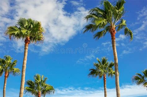 Beautiful Palm Trees And Blue Sky Stock Image Image Of Green