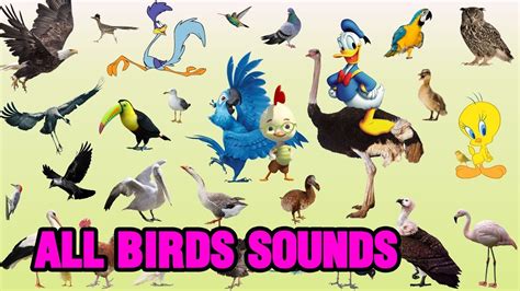 Birds Sounds Sounds Of Birds Colorsofvideos Youtube