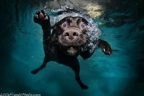 Look Im Swimming Amazing Underwater Dog Photography By Seth Casteel