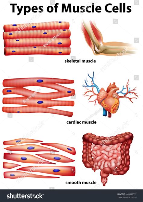 Smooth Cardiac Skeletal Muscle 908 Images Photos Et Images