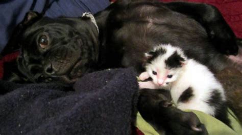 Dog Saves Life Of Newborn Kitten Now Like Siblings Abc News