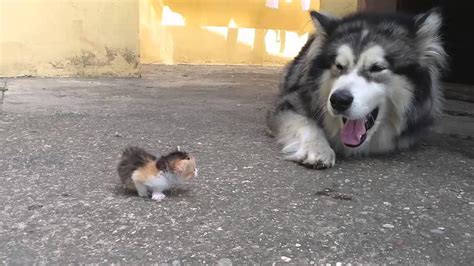 Big Dog Afraid From Little Fluffy Kitten Youtube