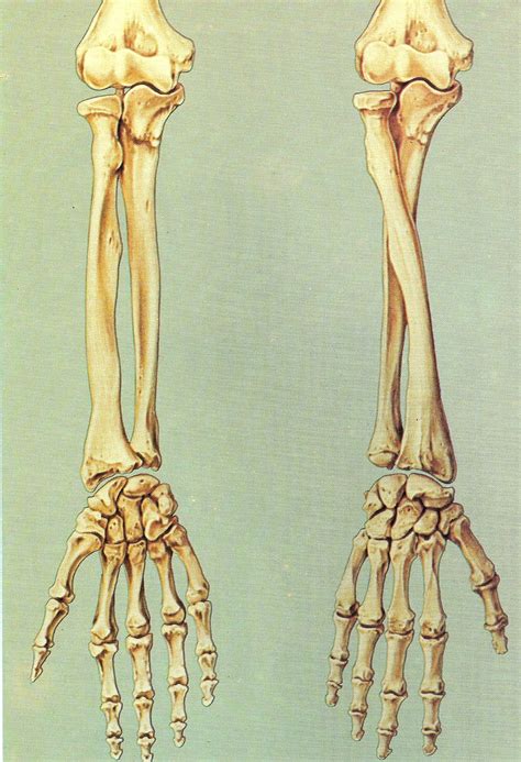Arm Bone