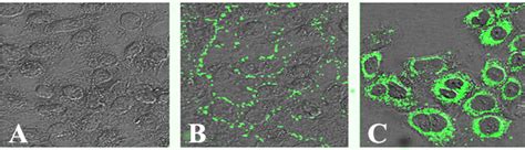 Contamination Of Tissue Cultures By Mycoplasmas Intechopen