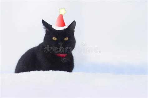 1389 Christmas Black Cat Santa Hat Stock Photos Free And Royalty Free