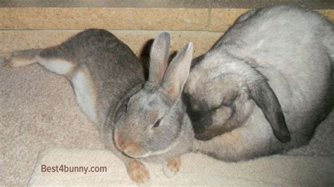 Bonding Rabbits How To Bond Your Bunnies Best 4 Bunny Bonding
